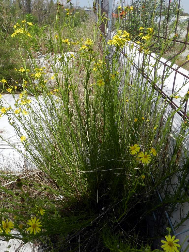 Senecio inaequidens